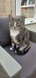 Reunited Male Cat last seen Near Chestnut Crescent, Shinfield, England RG2 9HA
