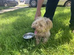 Found/Stray Male Dog last seen Cherry, Long Beach, CA 90805