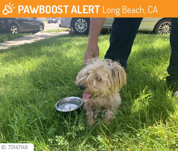 Found/Stray Male Dog last seen Cherry, Long Beach, CA 90805