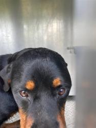 Shelter Stray Female Dog last seen Near BLOCK ARBOR DR, 1601 Airport Rd, Shelby, NC 28150, USA