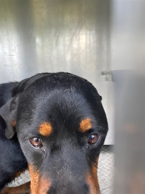 Shelter Stray Female Dog last seen Near BLOCK ARBOR DR, 1601 Airport Rd, Shelby, NC 28150, USA