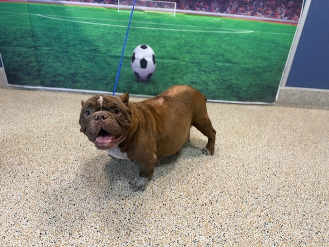 Shelter Stray Female Dog last seen Near BLOCK NW 36 AVE, 3599 NW 79th Ave, Doral, FL 33122, USA