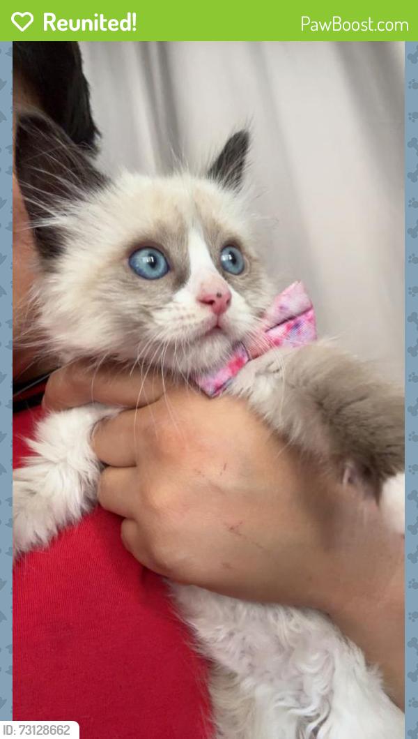 Reunited Female Cat last seen Near Shalimar Dr, Costa Mesa, CA 92627