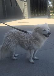 Shelter Stray Female Dog last seen WALNUT AVE/HARVARD AVE, 92606, 6443 Oak Canyon, Irvine, CA 92618, USA