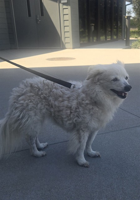 Shelter Stray Female Dog last seen WALNUT AVE/HARVARD AVE, 92606, 6443 Oak Canyon, Irvine, CA 92618, USA