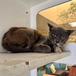 Shelter Stray Female Cat last seen Near BLOCK DR JURUPA VALLEY, CA, 6851 Van Buren Boulevard, Jurupa Valley, CA 92509, USA