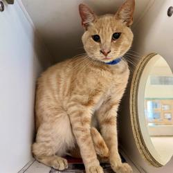 Shelter Stray Male Cat last seen BAIN ST/ LIMONITE AVE, 6851 Van Buren Boulevard, Jurupa Valley, CA 92509, USA
