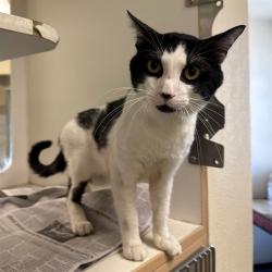 Shelter Stray Male Cat last seen Near BLOCK LEIGH ST, JURUPA VALLEY, CA, 6851 Van Buren Boulevard, Jurupa Valley, CA 92509, USA
