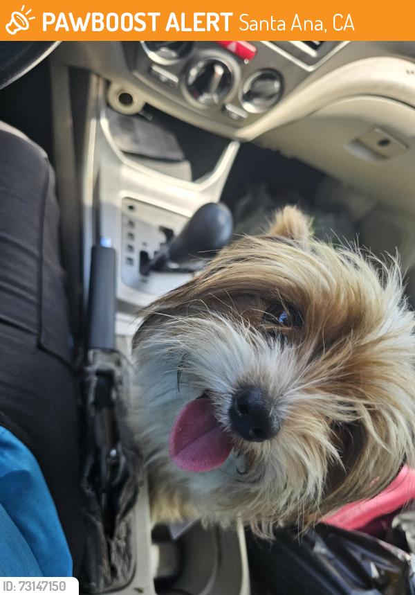 Found/Stray Male Dog last seen Marty Lane and Cotter St. Santa Ana, Santa Ana, CA 92843