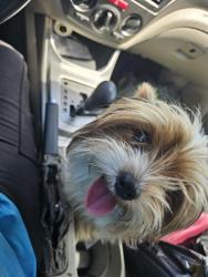 Found/Stray Male Dog last seen Marty Lane and Cotter St. Santa Ana, Santa Ana, CA 92843