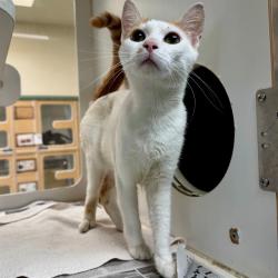 Shelter Stray Male Cat last seen Near BLOCK LEIGH ST, JURUPA VALLEY, CA, 6851 Van Buren Boulevard, Jurupa Valley, CA 92509, USA