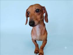Shelter Stray Male Dog last seen , 1850 W 60th St, Los Angeles, CA 90047, USA