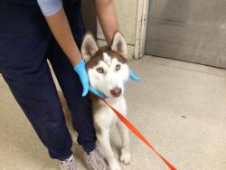 Shelter Stray Male Dog last seen Near BLOCK BROCKTON AVE RIVERSIDE CA 92506, 6851 Van Buren Boulevard, Jurupa Valley, CA 92509, USA