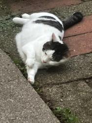 Reunited Female Cat last seen Rainey & Etna, Saint Paul, MN 55106