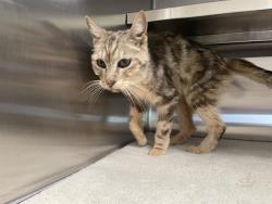 Shelter Stray Female Cat last seen SYLVAN VISTA & LINCOLN WAY, 11232 B Ave, Auburn, CA 95603, USA