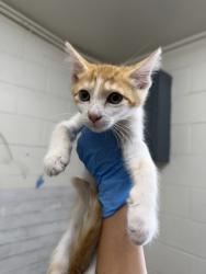 Shelter Stray Female Cat last seen HARDT ST AND GOULD ST, 333 Chandler Pl, San Bernardino, CA 92408, USA
