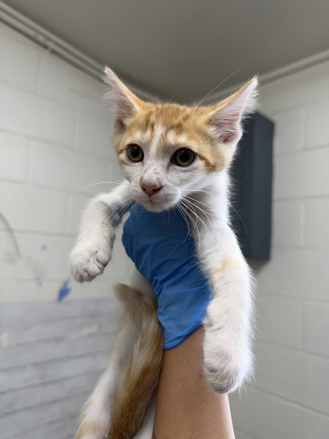 Shelter Stray Female Cat last seen HARDT ST AND GOULD ST, 333 Chandler Pl, San Bernardino, CA 92408, USA