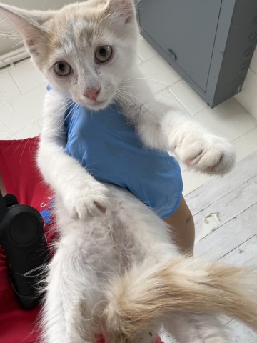 Shelter Stray Male Cat last seen HARDT ST AND GOULD ST, 333 Chandler Pl, San Bernardino, CA 92408, USA