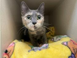 Shelter Stray Unknown Cat last seen Near BLOCK E 22ND AVE, DENVER CO 80205, 1241 W Bayaud Ave, Denver, CO 80223, USA