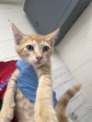 Shelter Stray Male Cat last seen HARDT ST AND GOULD ST, 333 Chandler Pl, San Bernardino, CA 92408, USA