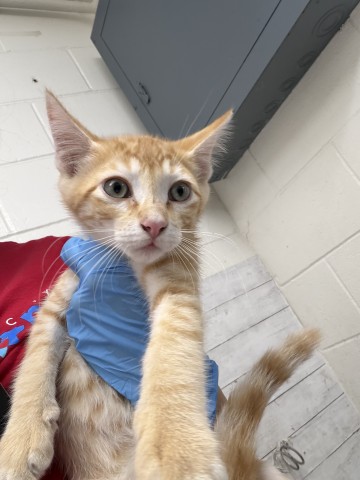 Shelter Stray Male Cat last seen HARDT ST AND GOULD ST, 333 Chandler Pl, San Bernardino, CA 92408, USA