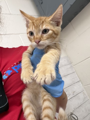 Shelter Stray Male Cat last seen HARDT ST AND GOULD ST, 333 Chandler Pl, San Bernardino, CA 92408, USA