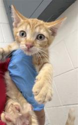 Shelter Stray Male Cat last seen HARDT ST AND GOULD ST, 333 Chandler Pl, San Bernardino, CA 92408, USA