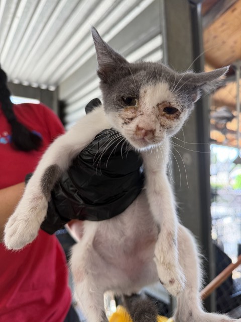 Shelter Stray Female Cat last seen W CITRUS ST & N RANCHO AVE, COLTON, CA, 92324, USA, 333 Chandler Pl, San Bernardino, CA 92408, USA