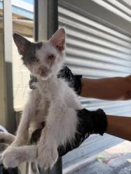 Shelter Stray Male Cat last seen W CITRUS ST & N RANCHO AVE, COLTON, CA, 92324, USA, 333 Chandler Pl, San Bernardino, CA 92408, USA