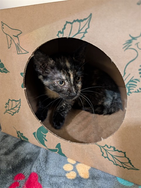 Shelter Stray Female Cat last seen POE AVE,63114, 10521 Baur Blvd, Olivette, MO 63132, USA