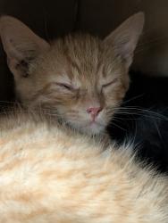 Shelter Stray Male Cat last seen POE, 10521 Baur Blvd, Olivette, MO 63132, USA