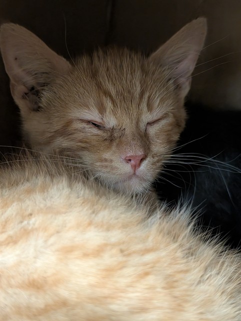 Shelter Stray Male Cat last seen POE, 10521 Baur Blvd, Olivette, MO 63132, USA