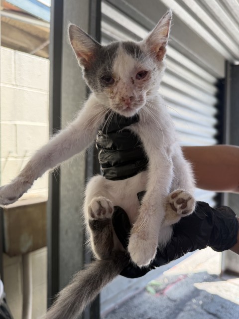 Shelter Stray Female Cat last seen W CITRUS ST & N RANCHO AVE, COLTON, CA, 92324, USA, 333 Chandler Pl, San Bernardino, CA 92408, USA