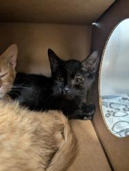 Shelter Stray Male Cat last seen POE, 10521 Baur Blvd, Olivette, MO 63132, USA
