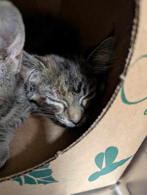 Shelter Stray Female Cat last seen POE, 10521 Baur Blvd, Olivette, MO 63132, USA