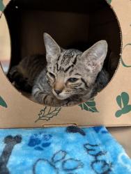 Shelter Stray Male Cat last seen POE, 10521 Baur Blvd, Olivette, MO 63132, USA