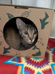 Shelter Stray Female Cat last seen POE, 10521 Baur Blvd, Olivette, MO 63132, USA