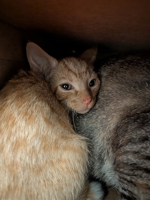 Shelter Stray Male Cat last seen POE, 10521 Baur Blvd, Olivette, MO 63132, USA
