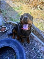 Shelter Stray Female Dog last seen Near BLOCK BRIGHTON RD, 12155 Park Blvd, Brighton, CO 80601, USA