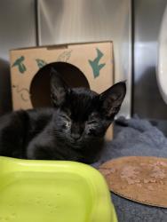 Shelter Stray Male Cat last seen POE, 10521 Baur Blvd, Olivette, MO 63132, USA