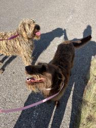 Reunited Female Dog last seen Lowell and Richfield, Albuquerque, NM 87122
