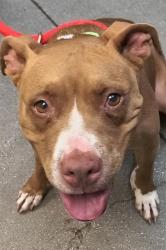 Shelter Stray Female Dog last seen , 4000 N Silverbell Rd, Tucson, AZ 85745, USA