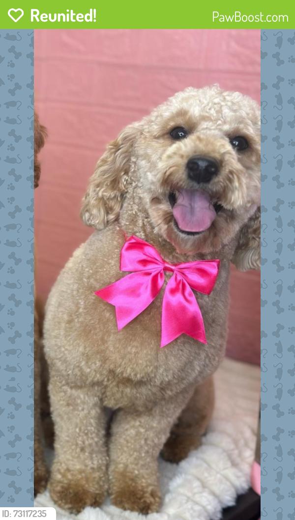 Reunited Female Dog last seen These were the last areas where Luna was seen. The most important locations are 26th St SW and Curtis Ave S, where she was last spotted before disappearing., Lehigh Acres, FL 33976