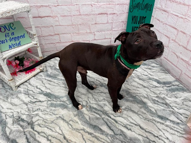 Shelter Stray Male Dog last seen Near BLOCK AUDUBON RD, DETROIT, MI 48224, 7401 Chrysler Dr, Detroit, MI 48211, USA