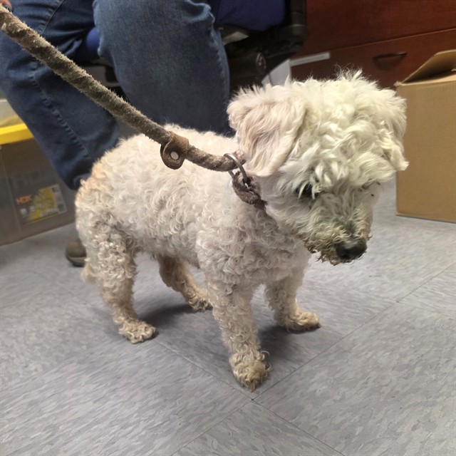 Shelter Stray Female Dog last seen Near BLOCK BRIARWOOD ST, CERRITOS CA, Cerritos, CA 90703, USA