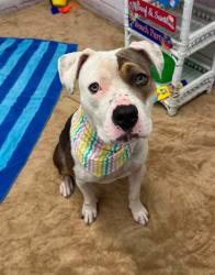 Shelter Stray Female Dog last seen Near BLOCK RIOPELLE ST, DETROIT MI 48203, 7401 Chrysler Dr, Detroit, MI 48211, USA