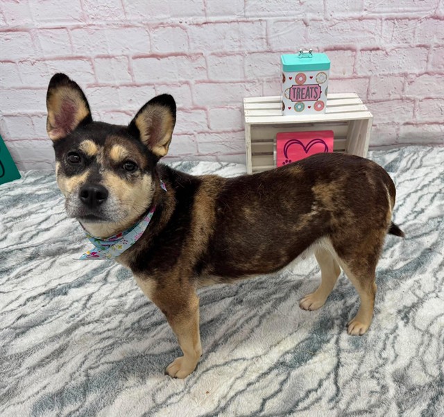 Shelter Stray Female Dog last seen Near BLOCK BEACONSFIELD ST, DETROIT, MI 48224, 7401 Chrysler Dr, Detroit, MI 48211, USA