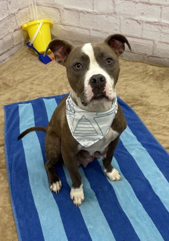 Shelter Stray Female Dog last seen Near BLOCK BEACONSFIELD ST, DETROIT MI 48224, 7401 Chrysler Dr, Detroit, MI 48211, USA