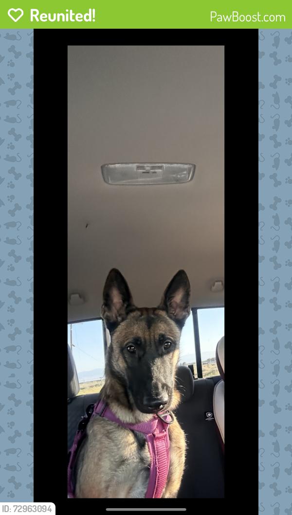 Reunited Female Dog last seen W Compton Blvd & W Palm St and S Barron Ave., Compton, CA 90220