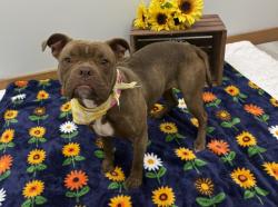 Shelter Stray Female Dog last seen Near BLOCK LINDSAY ST, DETROIT MI 48227, 7401 Chrysler Dr, Detroit, MI 48211, USA